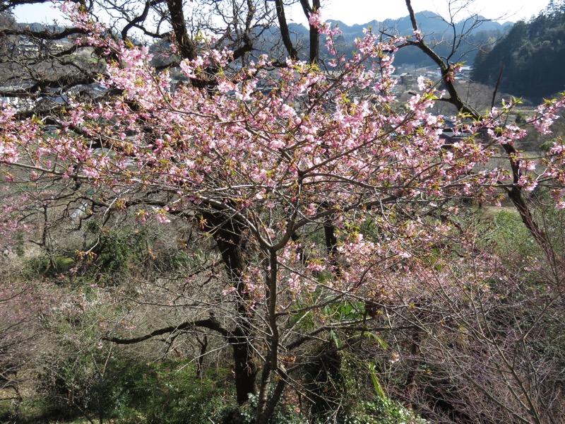 網代城山