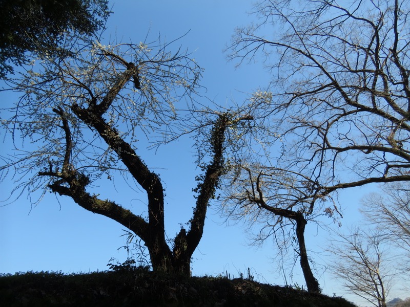 網代城山