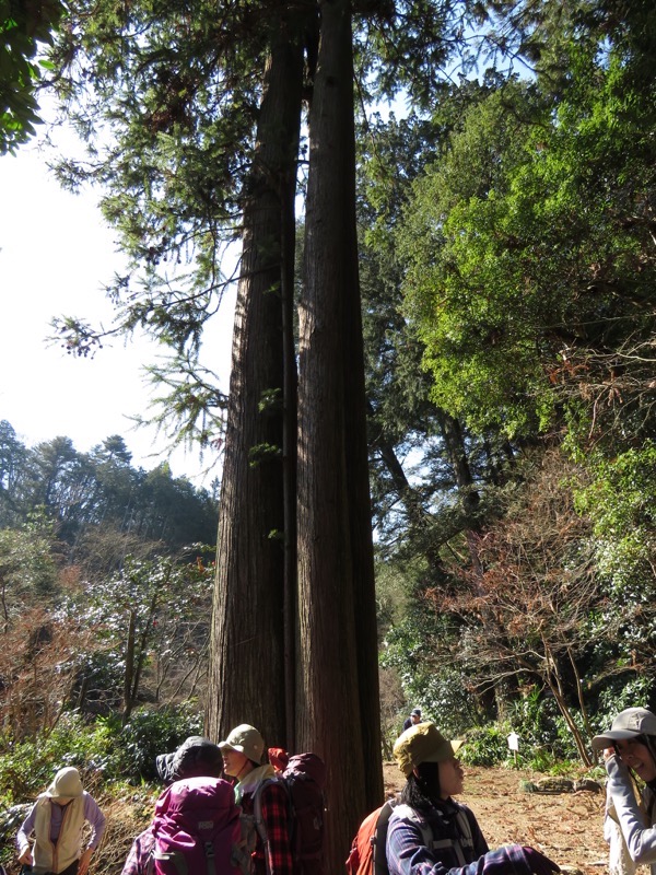 網代城山