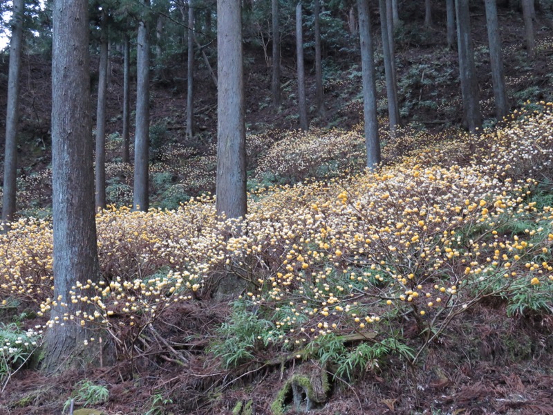 大山・三峰山登山