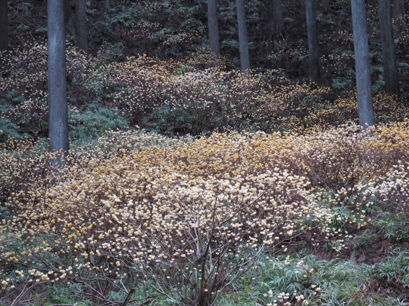 大山・三峰山登山