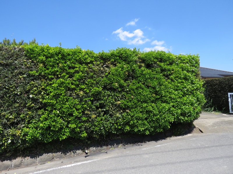 烏場山登山、花嫁街道、花婿街道