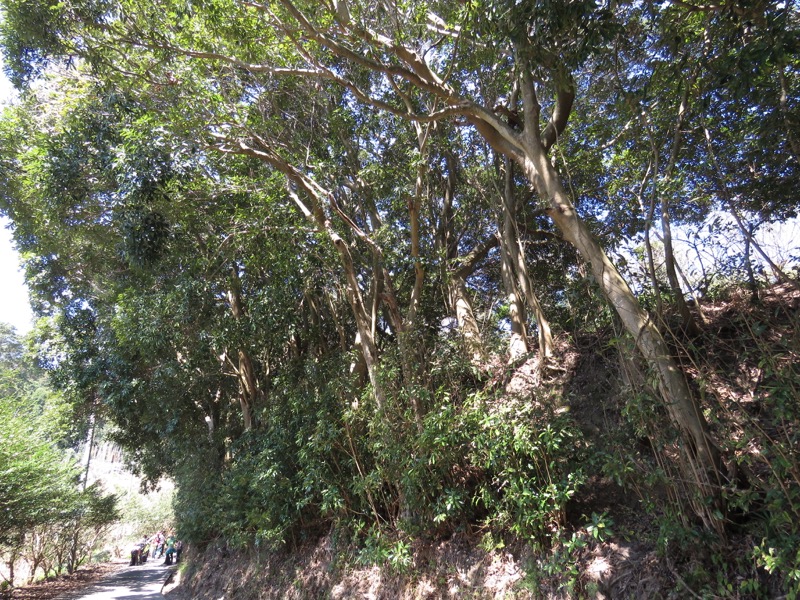 烏場山登山、花嫁街道、花婿街道