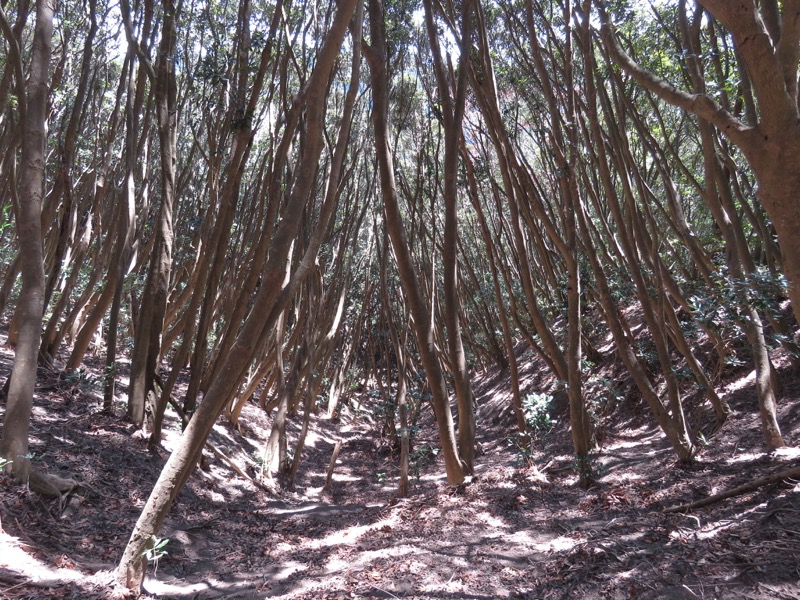 烏場山登山、花嫁街道、花婿街道