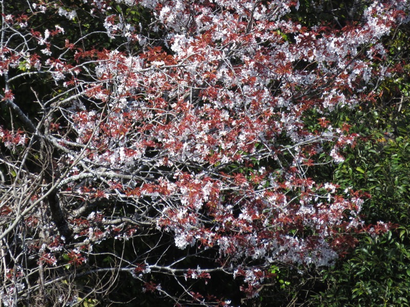 烏場山登山、花嫁街道、花婿街道