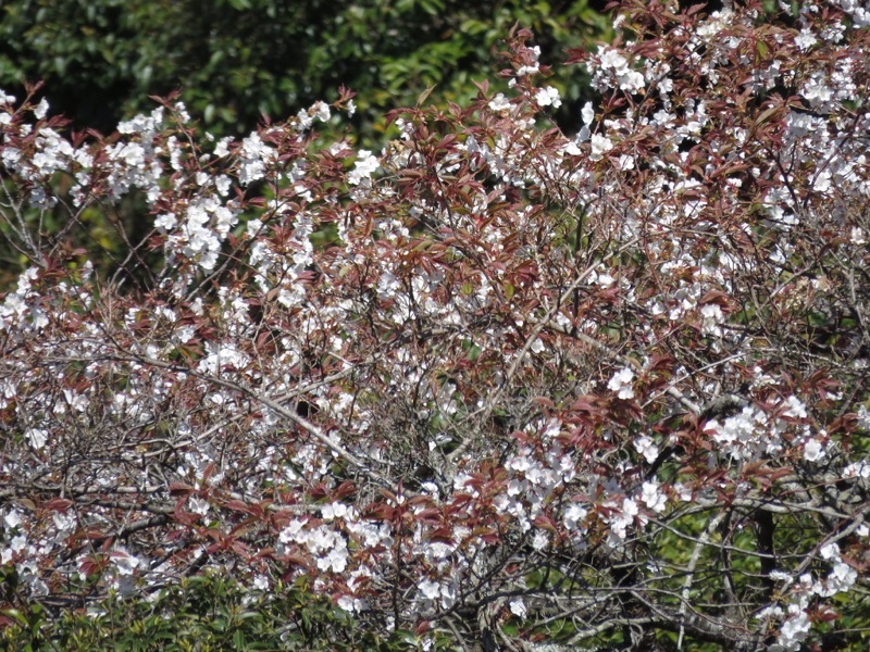 烏場山登山、花嫁街道、花婿街道