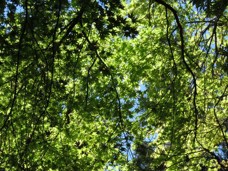 烏場山登山、花嫁街道、花婿街道