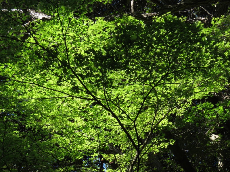 烏場山登山、花嫁街道、花婿街道