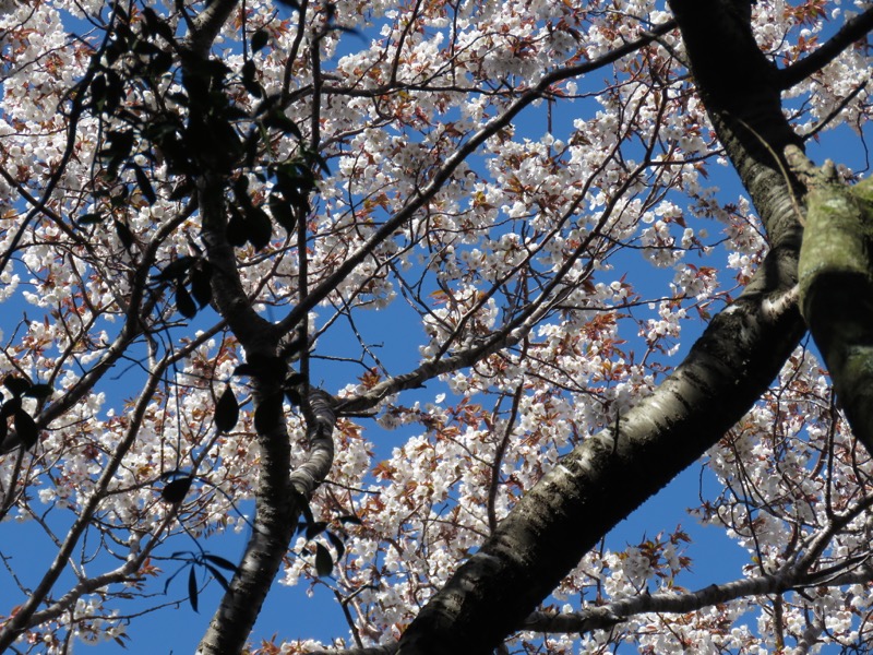 烏場山登山、花嫁街道、花婿街道