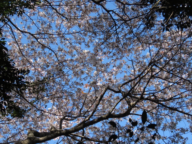 烏場山登山、花嫁街道、花婿街道