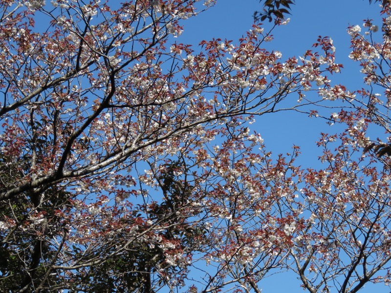 烏場山登山、花嫁街道、花婿街道