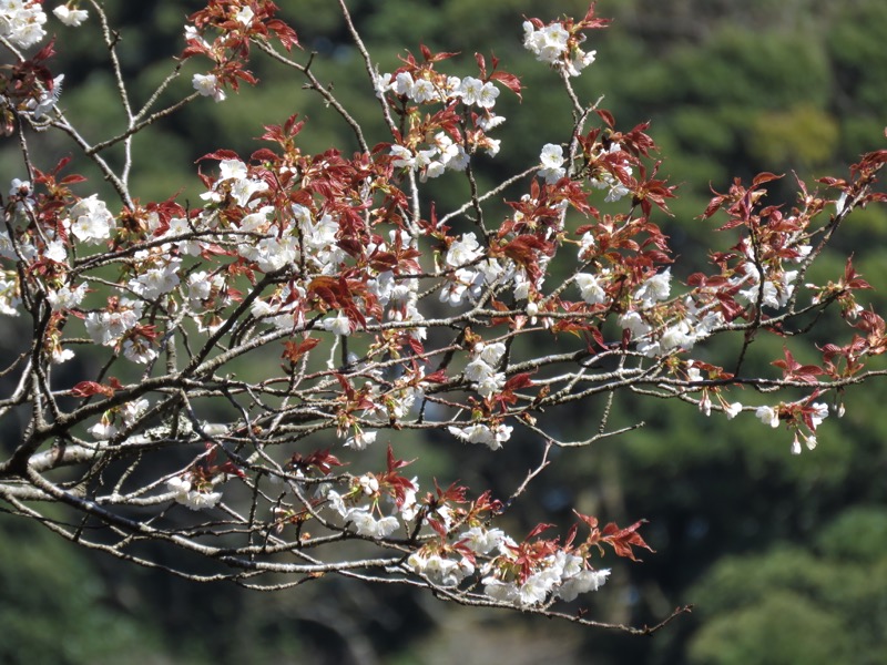 烏場山登山、花嫁街道、花婿街道