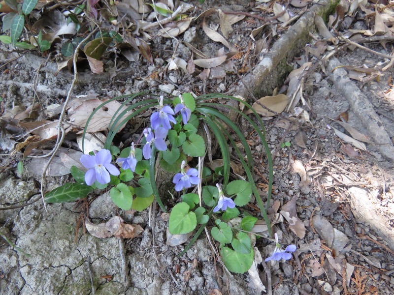 烏場山登山、花嫁街道、花婿街道