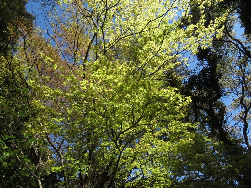 烏場山登山、花嫁街道、花婿街道