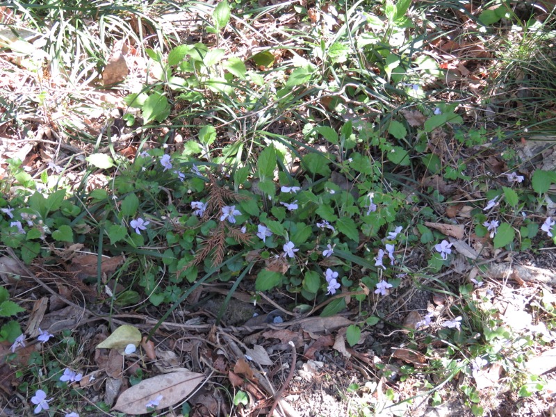 烏場山登山、花嫁街道、花婿街道