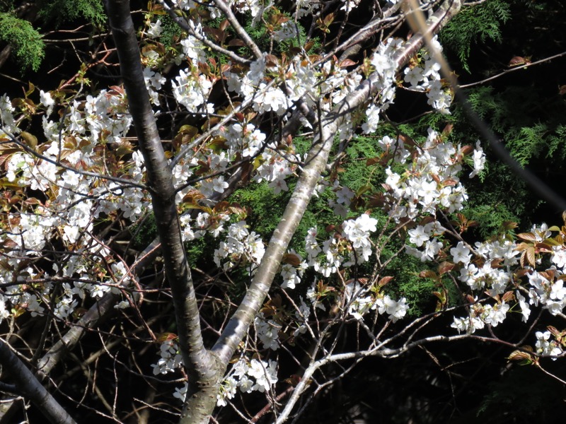 烏場山登山、花嫁街道、花婿街道