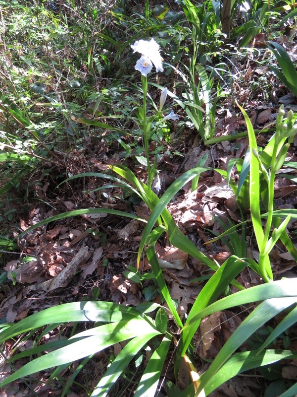 烏場山登山、花嫁街道、花婿街道