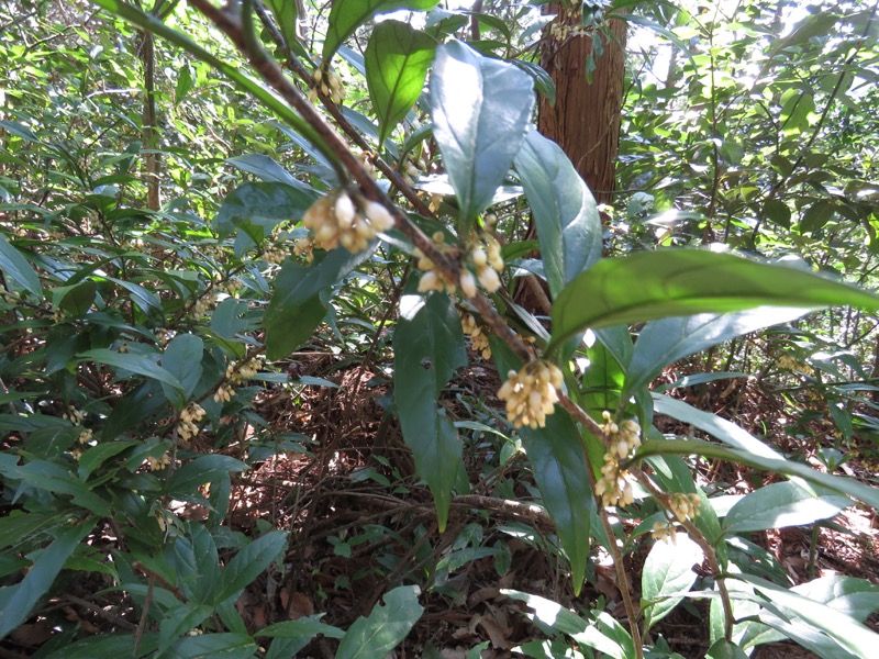 烏場山登山、花嫁街道、花婿街道