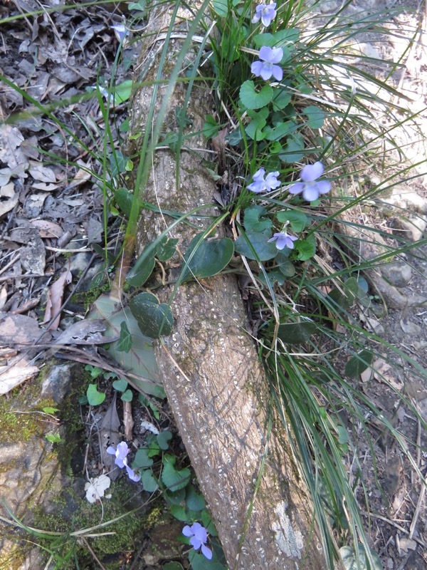 烏場山登山、花嫁街道、花婿街道