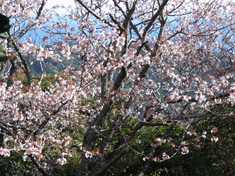 烏場山登山、花嫁街道、花婿街道