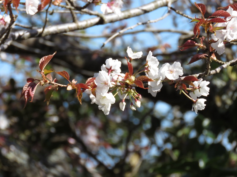 烏場山登山、花嫁街道、花婿街道