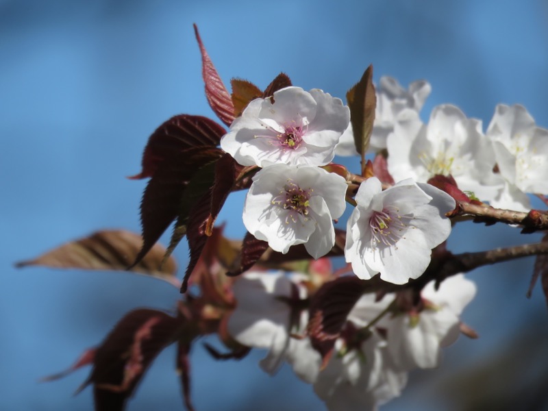 烏場山登山、花嫁街道、花婿街道