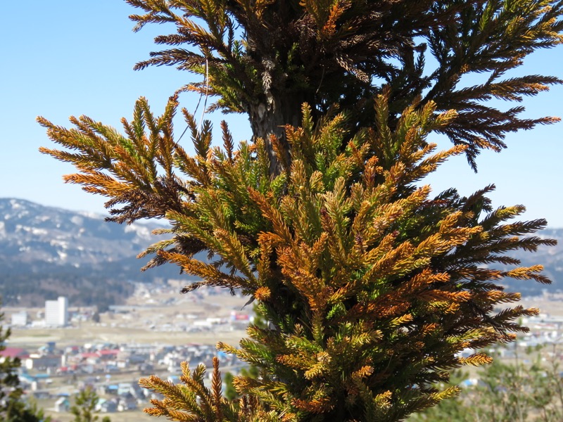 坂戸山登山