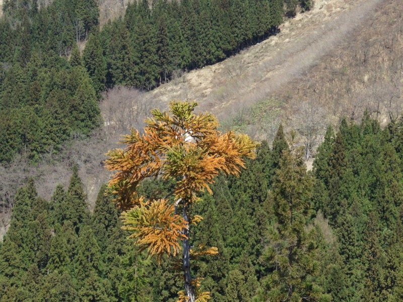 坂戸山登山