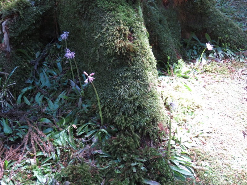 御岩山・登山