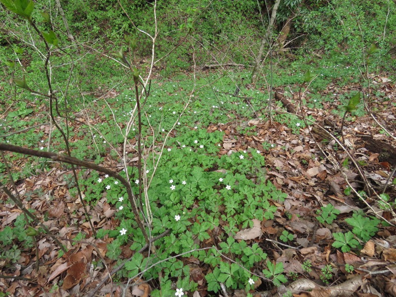 男体山〜袋田の滝・登山