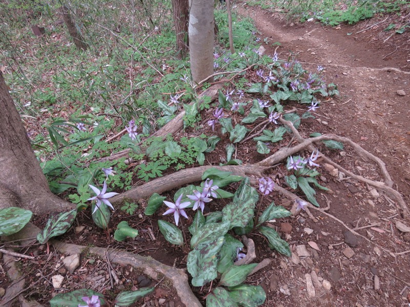 男体山〜袋田の滝・登山