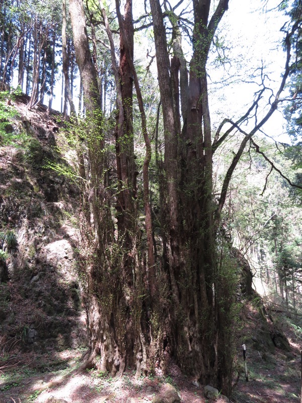 石裂山・登山