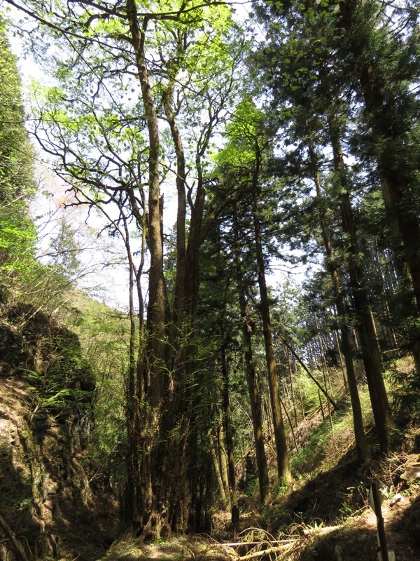 石裂山・登山