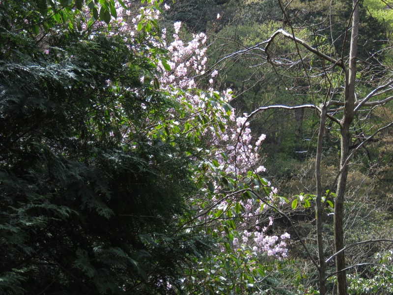 石裂山・登山