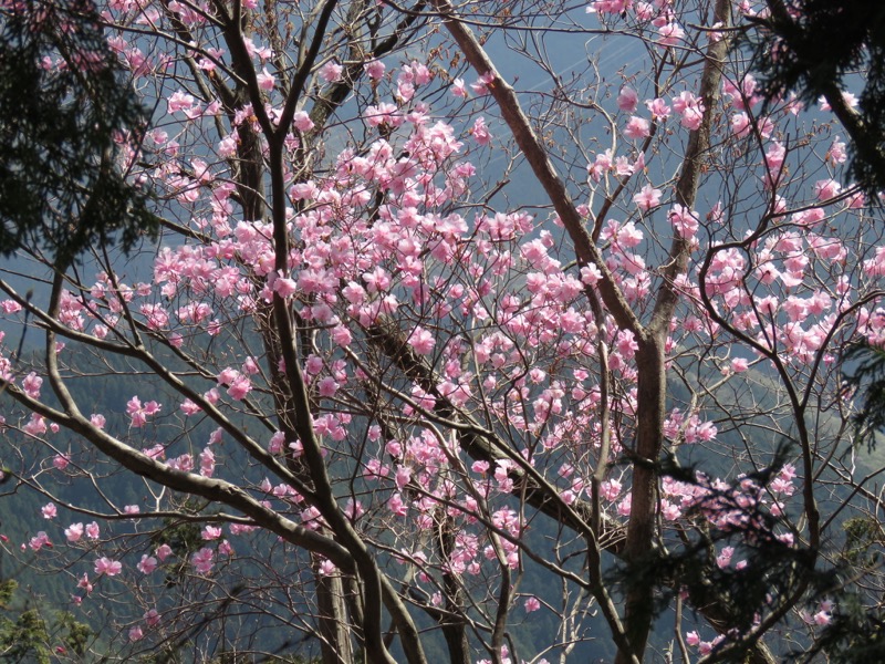 石裂山・登山