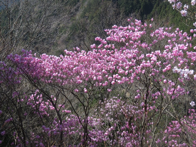 石裂山・登山