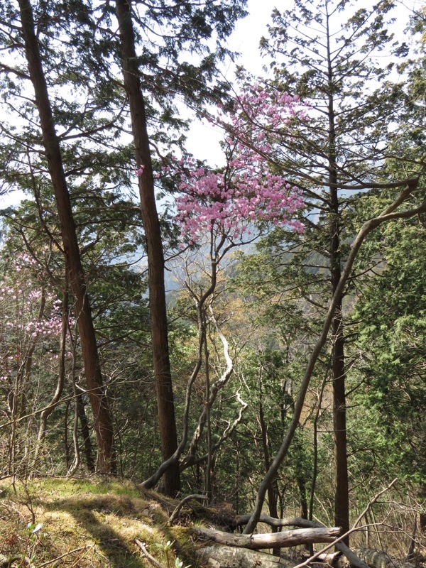 石裂山・登山