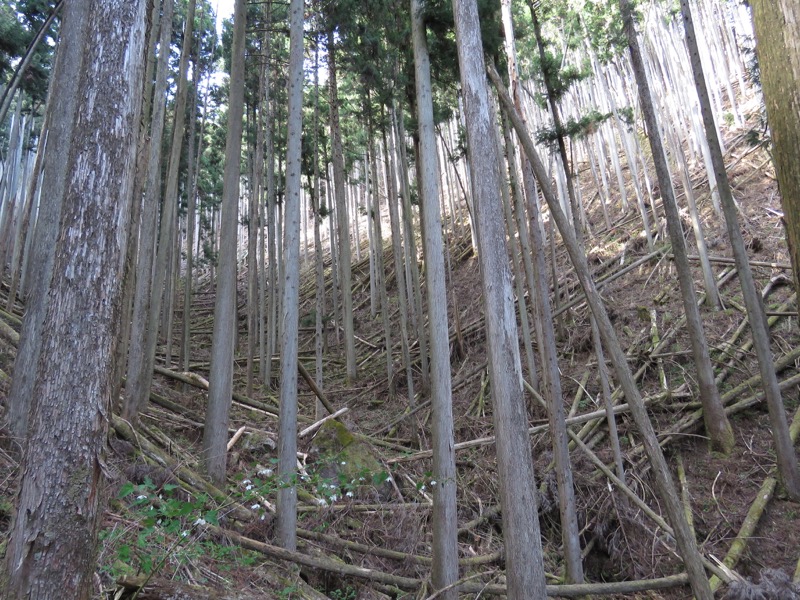 石裂山・登山