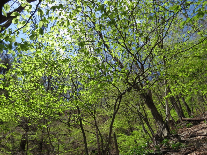 両神山・登山