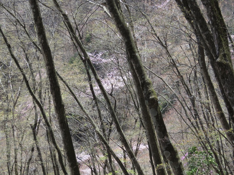 両神山・登山