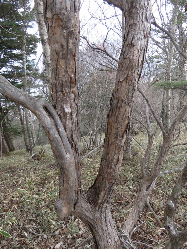 半月山登山