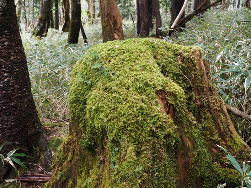 大台ヶ原〜大杉谷