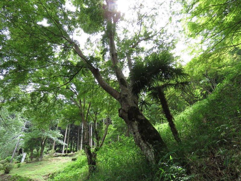 大台ヶ原〜大杉谷