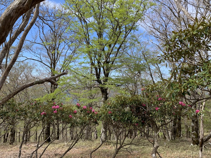 大台ヶ原〜大杉谷