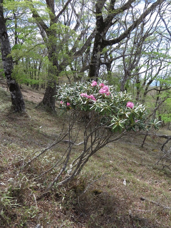 大台ヶ原〜大杉谷