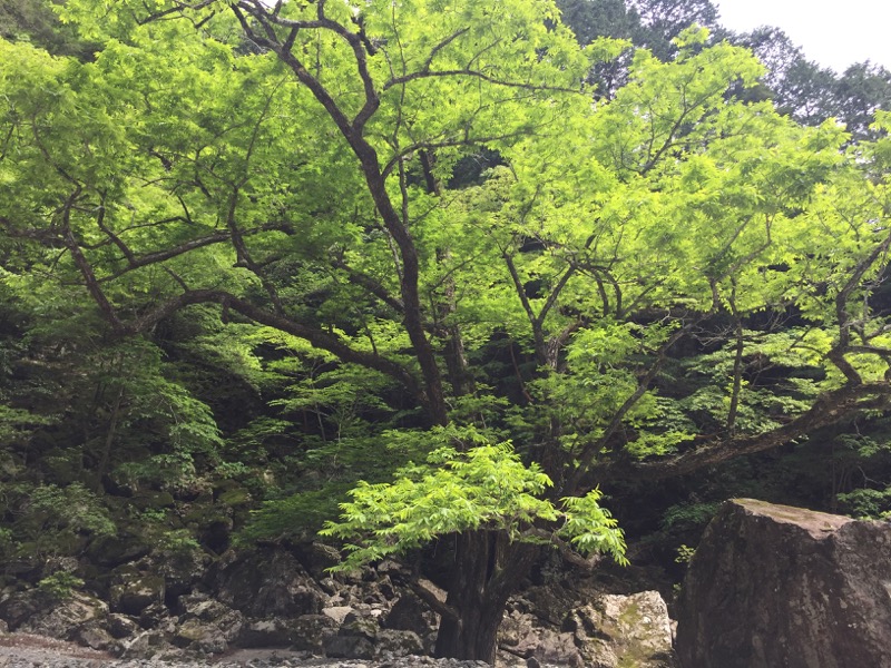 大台ヶ原〜大杉谷