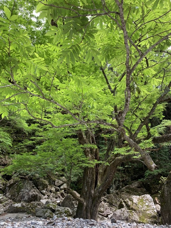 大台ヶ原〜大杉谷