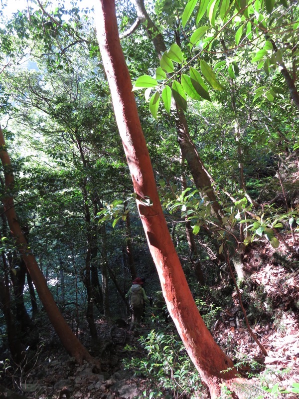 大台ヶ原〜大杉谷