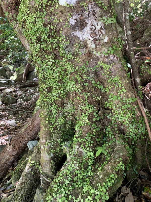 大台ヶ原〜大杉谷