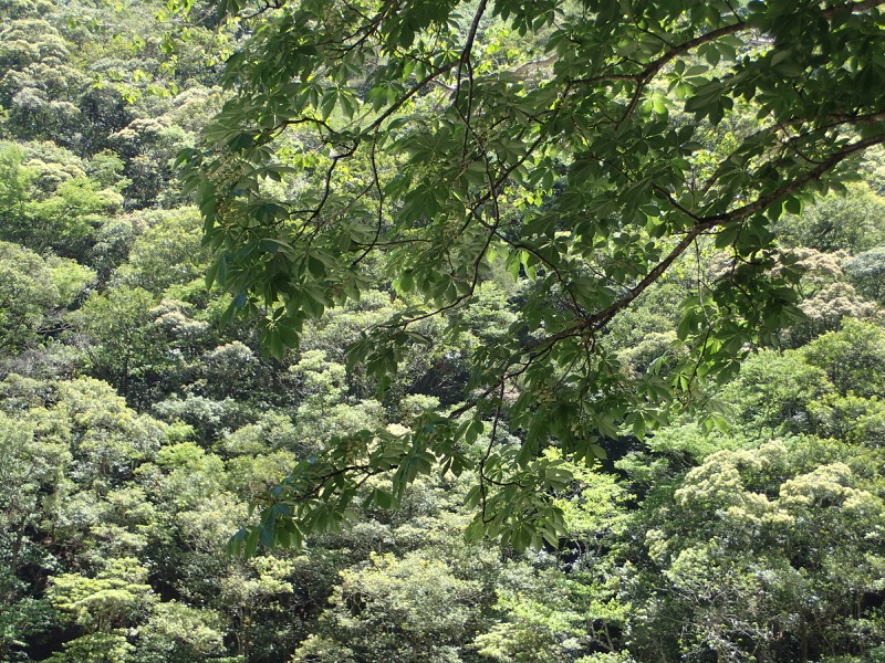 大台ヶ原〜大杉谷